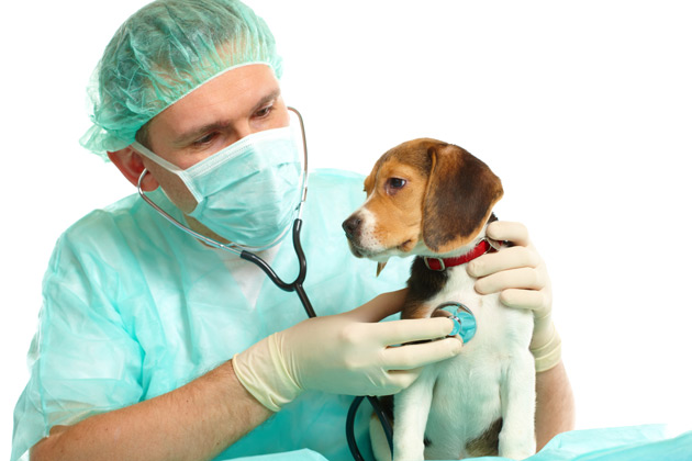 http://www.petshopnovopet.com.br/wp-content/uploads/2014/06/clinica-veterinaria.jpg