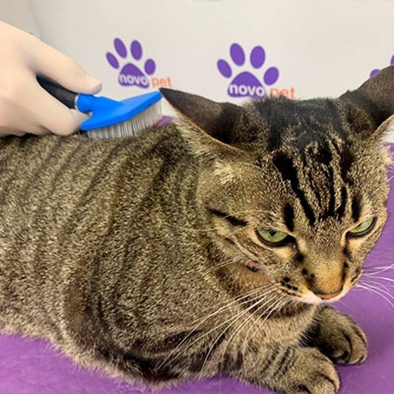 Banho a Seco em Gatos Valor Avenida Inajar de Souza - Banho em Gato Pet Shop