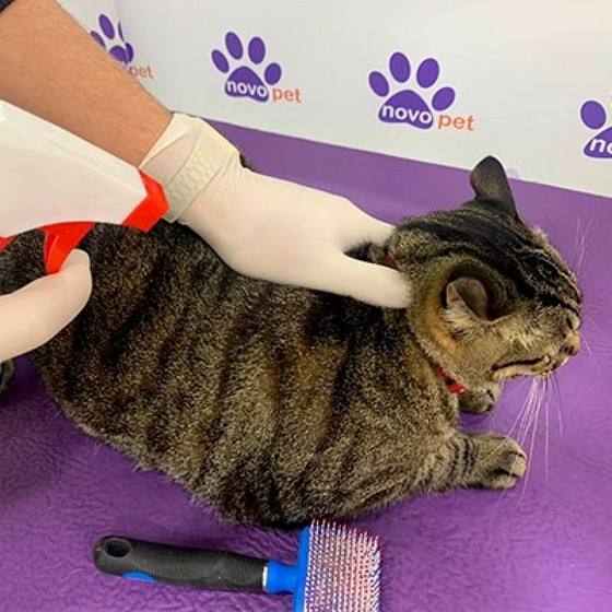 Banho a Seco em Gatos Vila Santista - Banho em Gatos Bravos