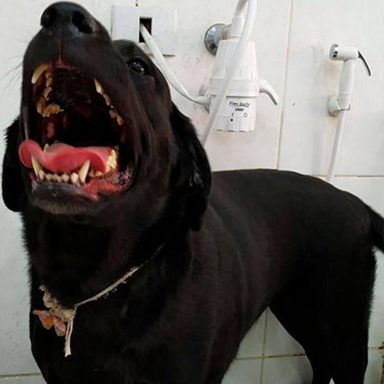 Banho e Tosa e Pet Shop Vila Nova Cachoeirinha - Banho e Tosa em Cães