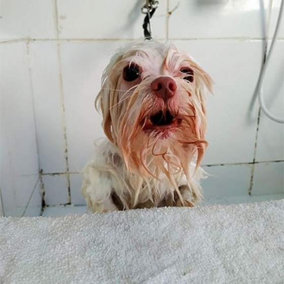 Banho e Tosa Mais Próximo Ultramarino - Banho e Tosa em Cães