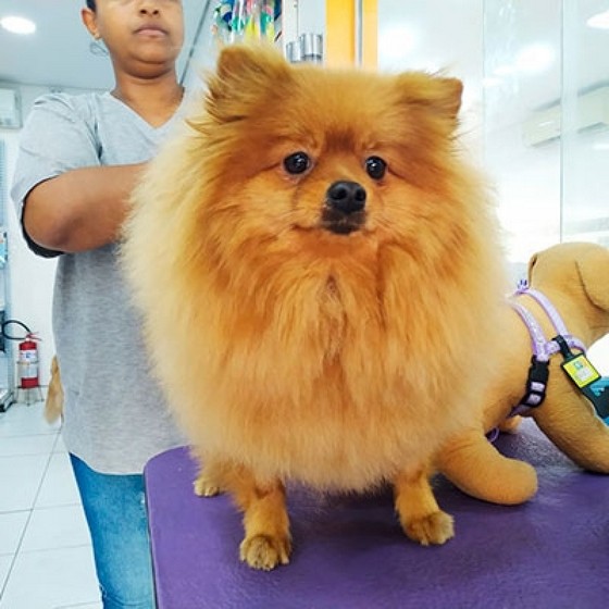 Banho e Tosa Spitz Mais Próximo Vila Ciqueira - Banho e Tosa Próximo a Mim