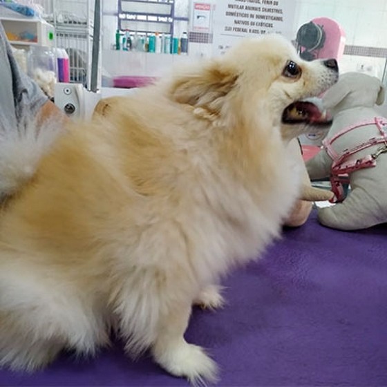 Banho e Tosa Spitz Inajar de Souza - Banho e Tosa de Cachorro