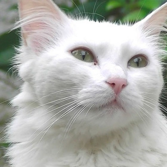 Banho em Gato Angora Valor Limão - Banho em Gato Pet Shop