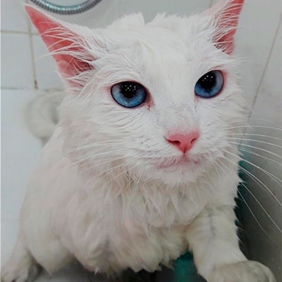 Banho em Gato Angora Bras Leme - Banho em Gato Filhote