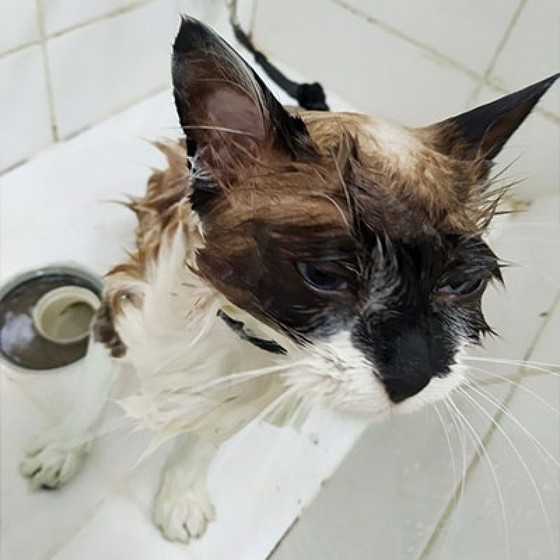 Banho em Gato Filhote Ultramarino - Banho em Gato Siames