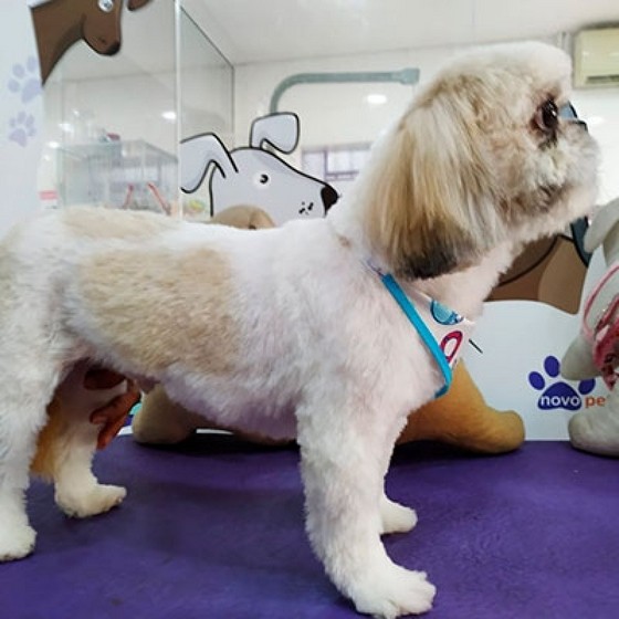 Banhos e Tosas e Pet Shop Parada Inglesa - Banho e Tosa em Gatos