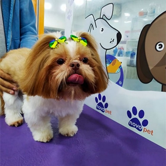 Especialista em Tosa de Cachorro Lhasa Ultramarino - Tosa de Cachorro Lhasa