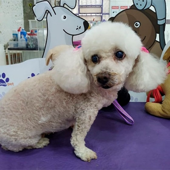 Especialista em Tosa de Poodle Vila Palmeiras - Tosa de Cachorro Yorkshire