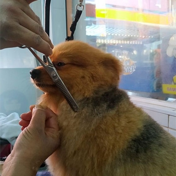 Especialista em Tosa em Cachorro com Tesoura Jardim Picolo - Tosa de Cachorro Lhasa