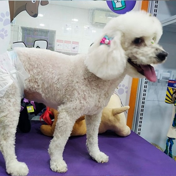 Especialista em Tosa em Cachorro pelo Curto Lauzane - Tosa de Poodle