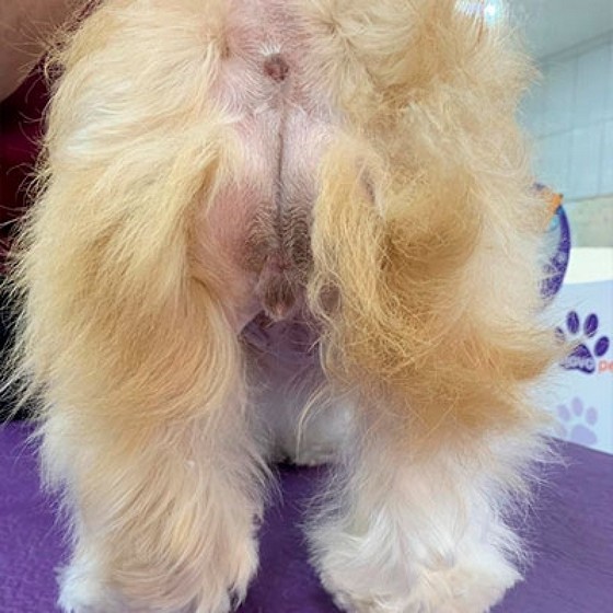 Especialista em Tosa Higienica em Cachorro Jardim Picolo - Tosa para Shih Tzu