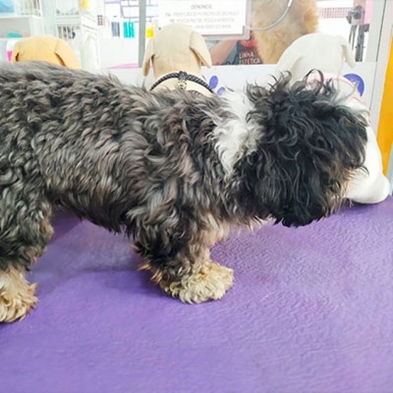 Especialista em Tosa para Cachorro Lhasa Barra Funda - Tosa em Cachorro pelo Curto