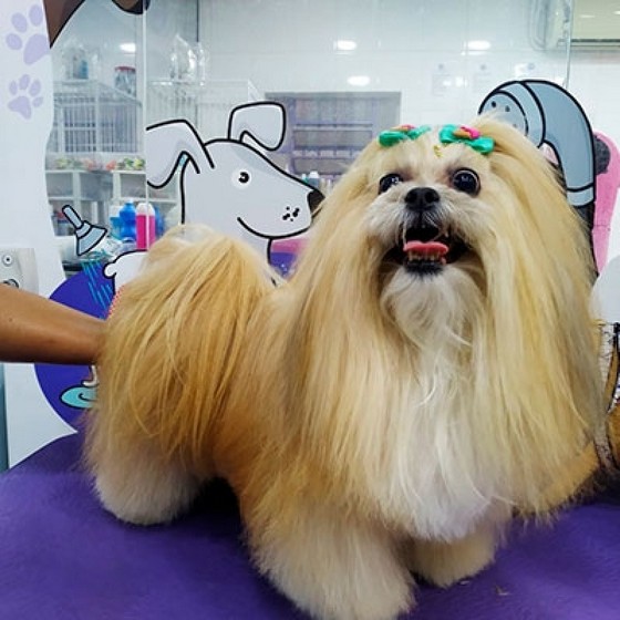 Especialista em Tosa para Shih Tzu Chora Menino - Tosa Higienica em Cachorro