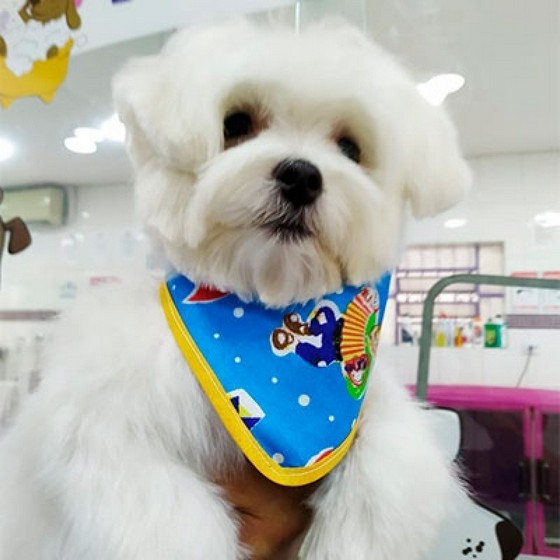 Especialista em Tosa Puppy Lausane Paulista - Tosa para Shih Tzu