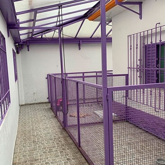 Hotel de Cachorro Diária Orçar Vila Palmeiras - Hotel e Creche para Cachorro