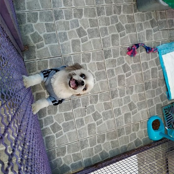 Hotel para Cães Barra Funda - Hotel de Cachorro Hotel para Cães Barra Funda - Hotel de Cachorro
