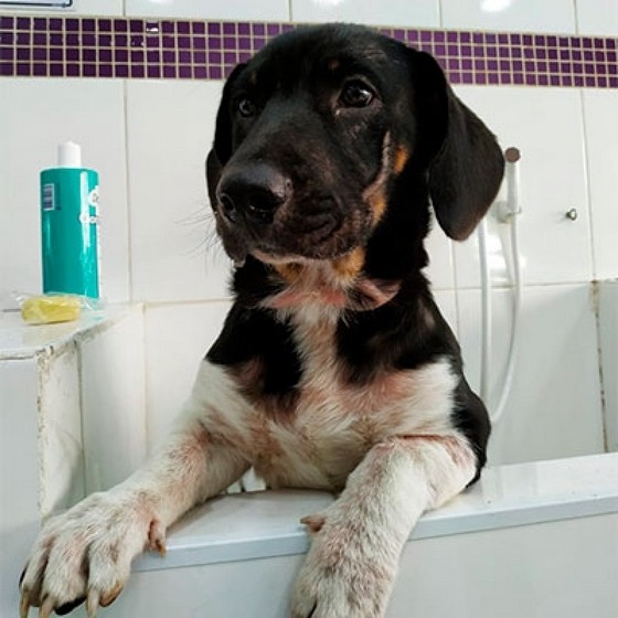 Onde Encontrar Banho e Tosa e Pet Shop Vila Gouvea - Banho e Tosa de Cachorro