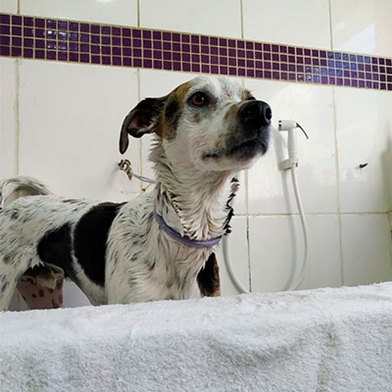 Onde Encontrar Banho e Tosa em Cães Vila Diva - Banho e Tosa em Gatos