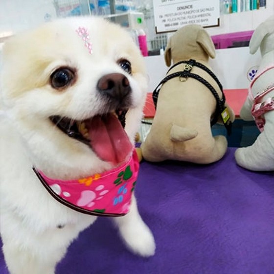 Onde Encontrar Banho e Tosa Spitz Pompéia - Banho e Tosa em Cães