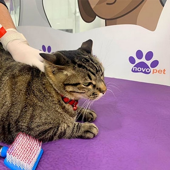 Onde Encontro Banho a Seco em Gatos Lausane - Banho em Gato Angora