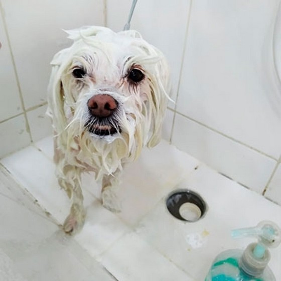 Onde Encontro Banho e Tosa de Cachorro Ultramarino - Banho e Tosa e Pet Shop