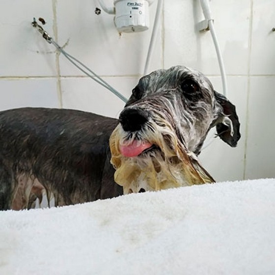 Onde Encontro Banho e Tosa em Cães Sitio Manda Aqui - Banho e Tosa Mais Próximo