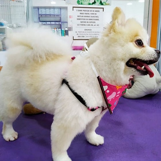 Onde Encontro Banho e Tosa Spitz Bonilhia - Banho e Tosa Gato