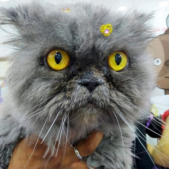 Onde Encontro Banho em Gato com Trauma Freguesia do ó - Banho em Gato Pet Shop