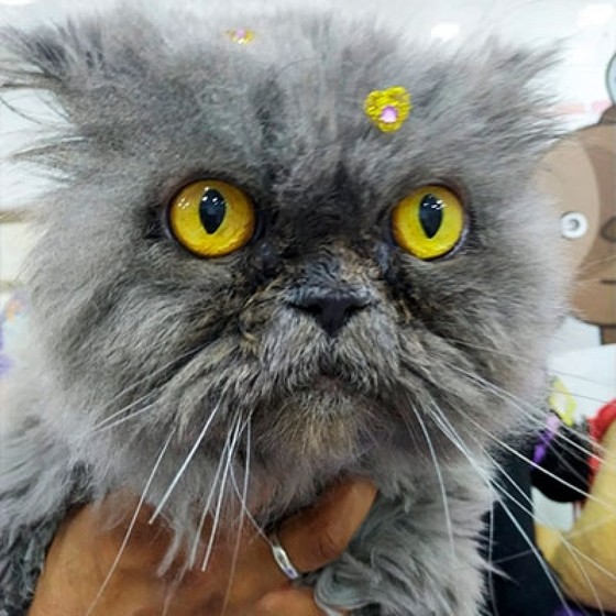 Onde Encontro Banho em Gato com Trauma Vila Ciqueira - Banho em Gato Angora