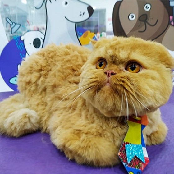 Onde Encontro Banho em Gato em Pet Shop Pompéia - Banho em Gato com Trauma