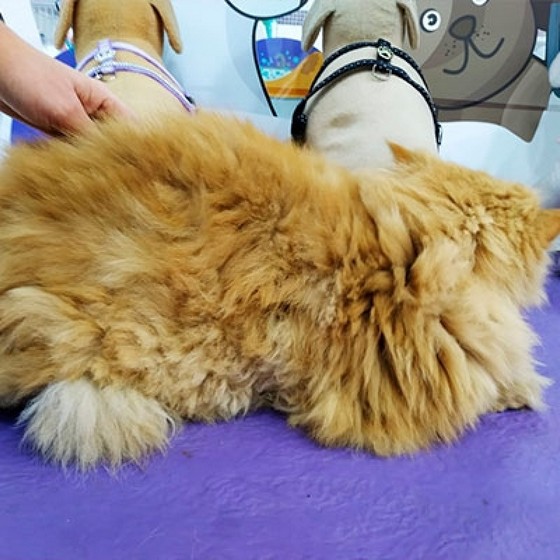 Onde Encontro Banho em Gato Filhote Bras Leme - Banho em Gato Angora