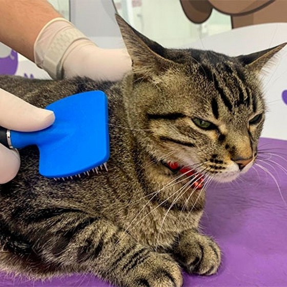 Onde Tem Banho a Seco em Gatos Parque Peruche - Banho em Gato Pet Shop