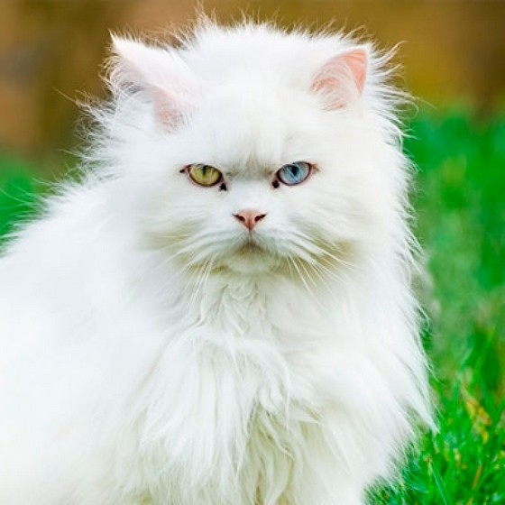 Onde Tem Banho em Gato Angora Parada Inglesa - Banho Gato