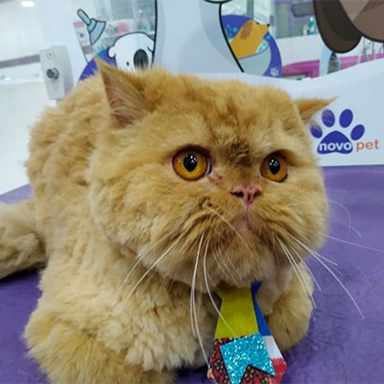 Onde Tem Banho em Gato em Pet Shop Freguesia do ó - Banho em Gato Angora