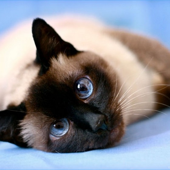 Onde Tem Banho em Gato Siames Vila Ester - Banho a Seco em Gatos