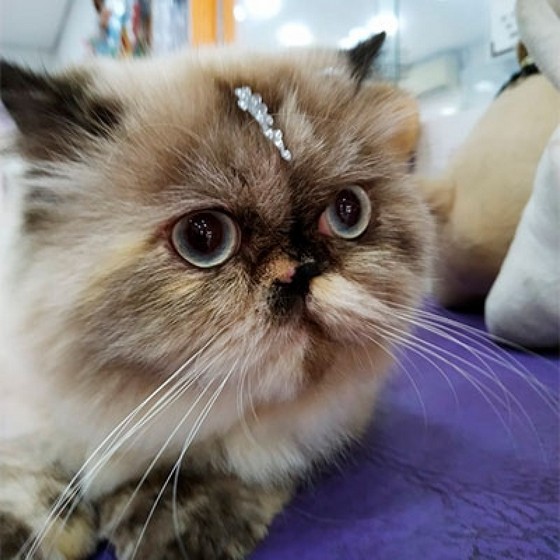 Onde Tem Banho Gato Inajar de Souza - Banho em Gato em Pet Shop