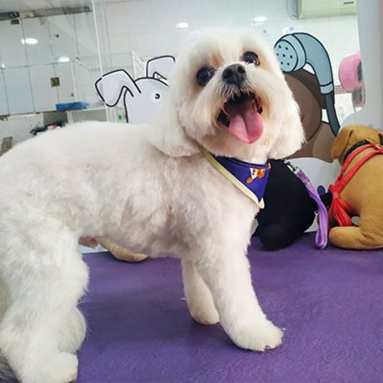 Onde Tem Pet Shop de Cachorro com Banho e Tosa Bonilhia - Pet Shop Banho e Tosa Profissional