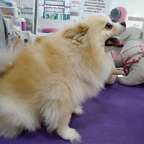 Pet Shop Banho e Tosa Profissional Próximo Vila Ester - Pet Shop com Banho e Tosa