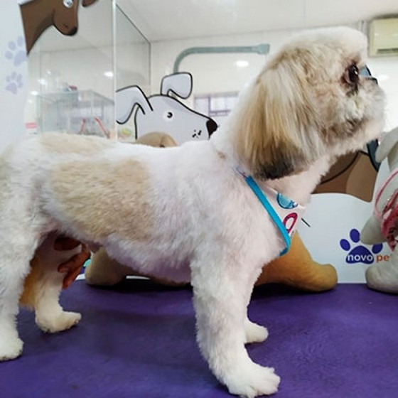 Pet Shop Banho e Tosa Próximo Lausane - Pet Shop de Cachorro com Banho e Tosa