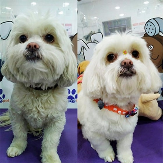 Pet Shop Banho e Tosa Peruche - Pet Shop de Animais