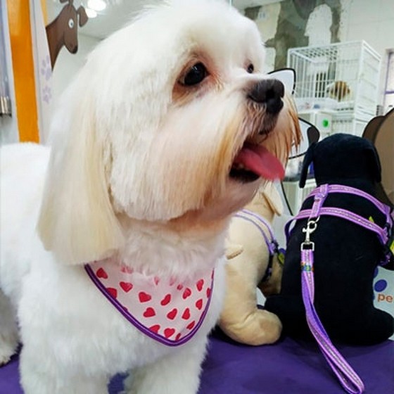 Profissional em Tosa de Cachorro Lhasa Limão - Tosa de Cachorro Yorkshire