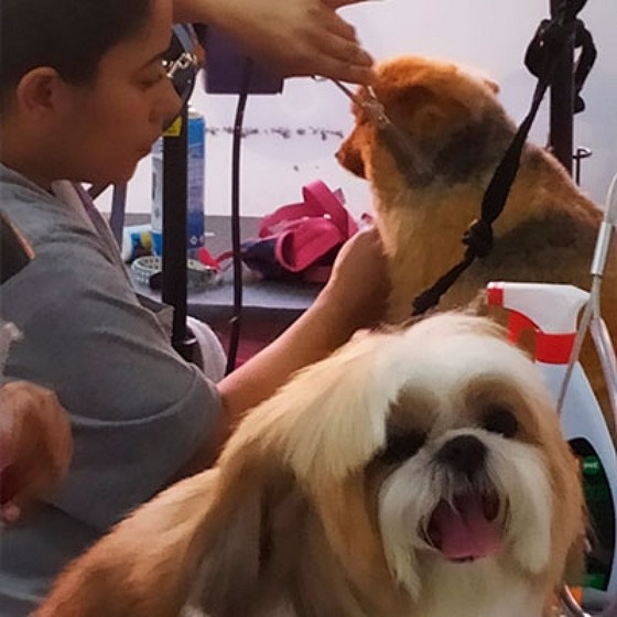 Profissional em Tosa em Cachorro com Tesoura Inajar de Souza - Tosa para Shih Tzu