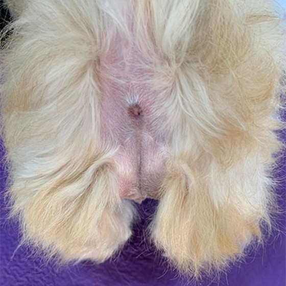 Profissional em Tosa Higienica em Cachorro Vila Prado - Tosa para Shih Tzu