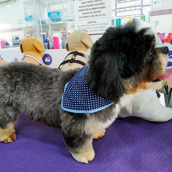 Profissional em Tosa Puppy Ultramarino - Tosa de Poodle
