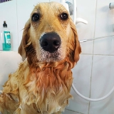 banho e tosa de cachorro