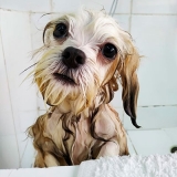 banho e tosa em cães perdizes