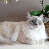 banho em gato angora valores peruche