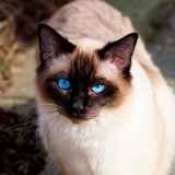 banho em gato siames valores rua zilda