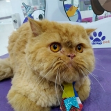 Banho em Gato em Pet Shop